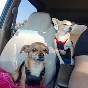 Meet your Posher, Lena